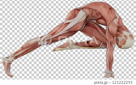 Posing male muscular body, transparent background 121222255