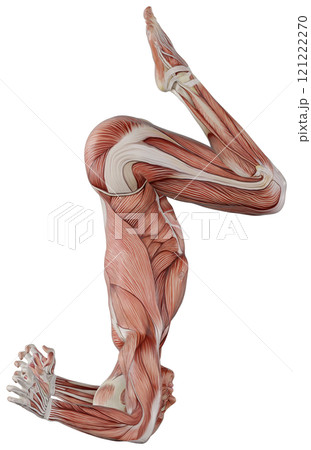 ポーズをとる男性の筋肉人体　背景透過 121222270