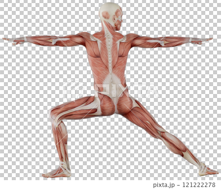 Posing male muscular body, transparent background 121222278