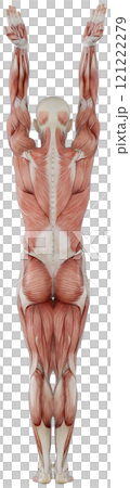 Posing male muscular body, transparent background Posing male muscular body, transparent background 121222279