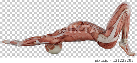 Posing male muscular body, transparent background Posing male muscular body, transparent background 121222293