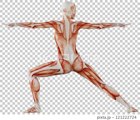 Posing female muscular body, transparent background 121222724