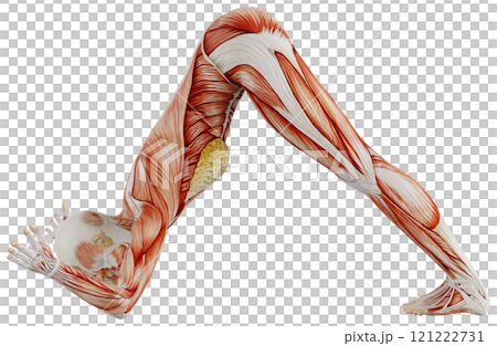 Posing female muscular body, transparent background 121222731