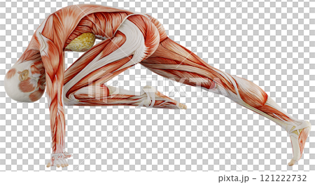 Posing female muscular body, transparent background 121222732