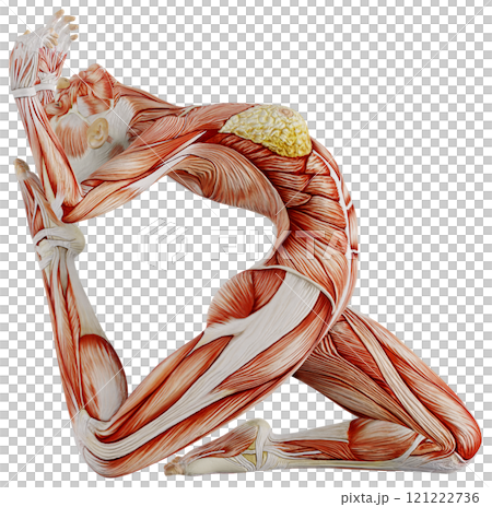 Posing female muscular body, transparent background 121222736