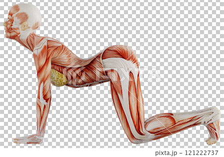 ポーズをとる女性の筋肉人体 背景透過 ポーズをとる女性の筋肉人体 背景透過 121222737