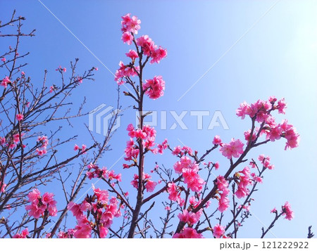 沖縄 新都心公園の緋寒桜16 沖縄 新都心公園の緋寒桜16 121222922