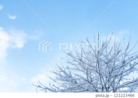雪が積もった樹木と青空のコントラスト 121223466