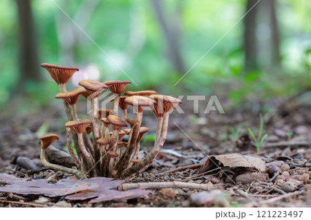 秋の広葉樹林に自生するナラタケモドキ 121223497