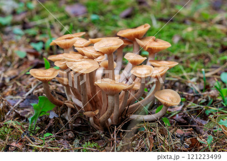 秋の広葉樹林に自生するナラタケモドキ 秋の広葉樹林に自生するナラタケモドキ 121223499