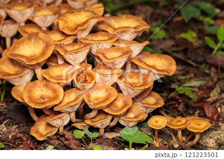 秋の広葉樹林に自生するナラタケモドキ 121223501