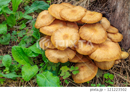 秋の広葉樹林に自生するナラタケモドキ 秋の広葉樹林に自生するナラタケモドキ 121223502
