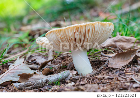 秋の森林に発生したシロハツ 121223621