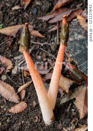 秋の森林に自生するキツネノロウソク 121223642