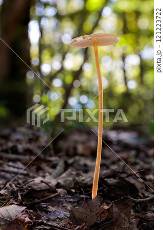 秋の森林に発生したとても長いアカチシオタケ 121223722