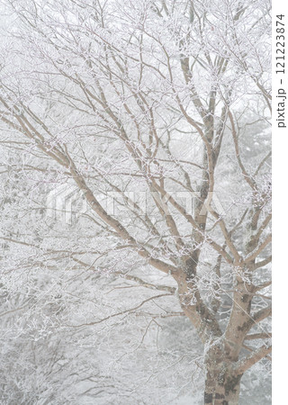 冬の景色 霧氷 冬の景色 霧氷 121223874