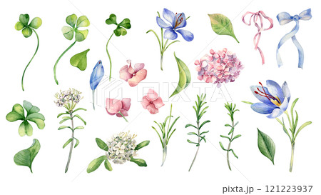 Clover, crocus and wild rosemary and hydrangea watercolor illustration hand drawn. Set of white blue pink blooms isolated. Spring meadow flowers and ribbon bow painted. Botanical floral clipart. Clover, crocus and wild rosemary and hydrangea watercolor illustration hand drawn. Set of white blue pink blooms isolated. Spring meadow flowers and ribbon bow painted. Botanical floral clipart. 121223937