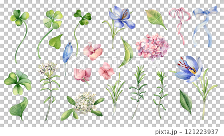 Clover, crocus and wild rosemary and hydrangea watercolor illustration hand drawn. Set of white blue pink blooms isolated. Spring meadow flowers and ribbon bow painted. Botanical floral clipart. Clover, crocus and wild rosemary and hydrangea watercolor illustration hand drawn. Set of white blue pink blooms isolated. Spring meadow flowers and ribbon bow painted. Botanical floral clipart. 121223937