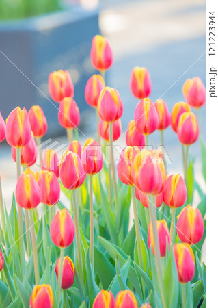 家の周りの草花　四季の色々　植物園の花壇に美しい早咲きのチュウリップの花が咲きました 121223944