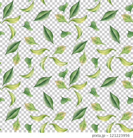 Tea leaf watercolor seamless pattern isolated on white. Green leaves botanical art hand drawn by pattern background. Greenery painted on repeated print. Foliate design for textile, package, wallpaper. 121223956