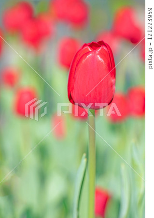 家の周りの草花　四季の色々　植物園の花壇に美しい早咲きのチュウリップの花が咲きました 121223959