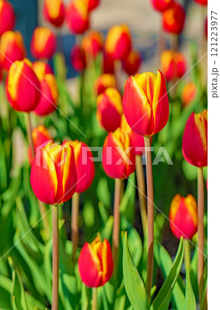 家の周りの草花 四季の色々 植物園の花壇に美しい早咲きのチュウリップの花が咲きました 家の周りの草花 四季の色々 植物園の花壇に美しい早咲きのチュウリップの花が咲きました 121223977