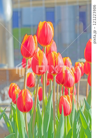 家の周りの草花　四季の色々　植物園の花壇に美しい早咲きのチュウリップの花が咲きました 121223986