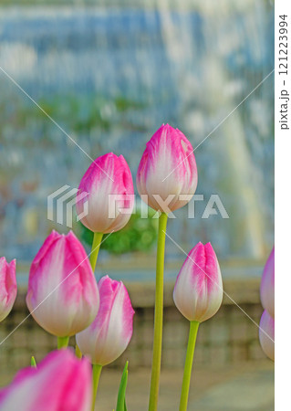 家の周りの草花　四季の色々　植物園の花壇に美しい早咲きのチュウリップの花が咲きました 121223994