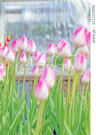 家の周りの草花　四季の色々　植物園の花壇に美しい早咲きのチュウリップの花が咲きました 121223995