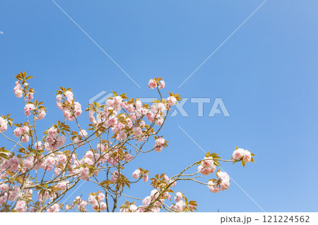 青空に八重桜  121224562