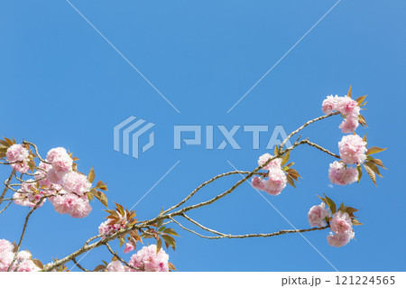 青空に八重桜 青空に八重桜 121224565