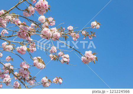 青空に八重桜  121224566