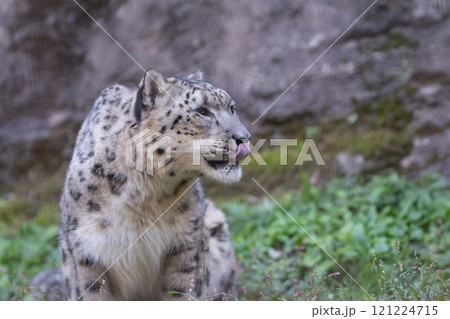 可愛いユキヒョウ 121224715