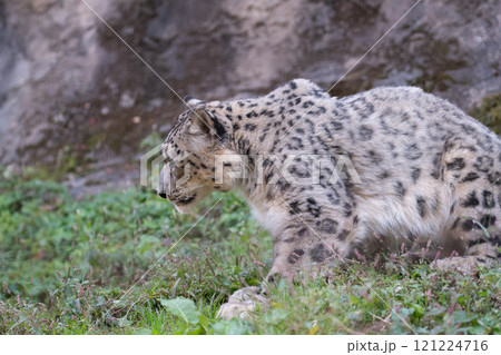可愛いユキヒョウ 可愛いユキヒョウ 121224716