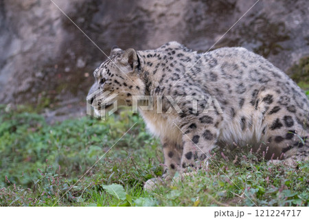 可愛いユキヒョウ 121224717