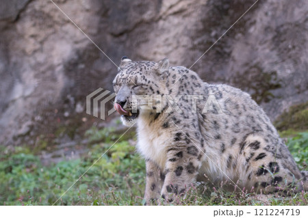 可愛いユキヒョウ 可愛いユキヒョウ 121224719