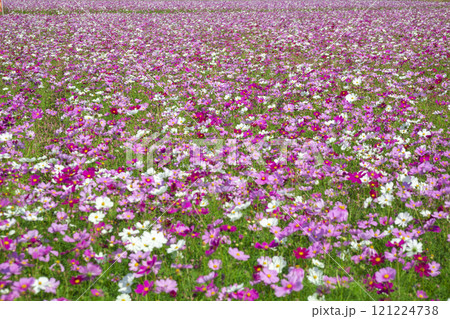 満開のコスモス 121224738