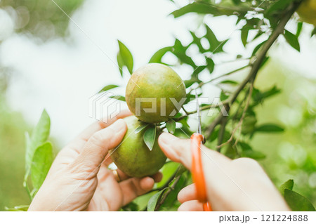 Orange organics orchard Orange organics orchard 121224888