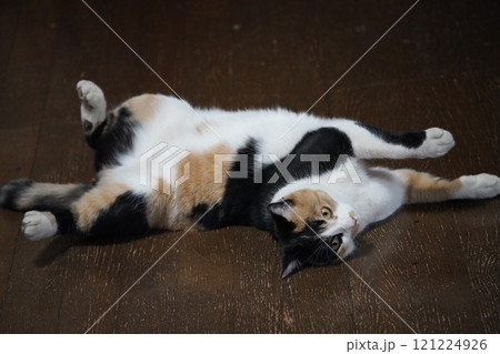 お腹を出して桜猫 お腹を出して桜猫 121224926