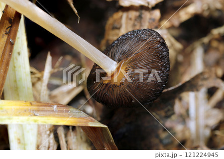 外周から黒く腐り始めるヒメヒトヨタケ属キノコの笠裏・ヒダ形状(ストロボマクロ接写) 外周から黒く腐り始めるヒメヒトヨタケ属キノコの笠裏・ヒダ形状(ストロボマクロ接写) 121224945