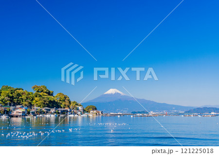 穏やかな湾内で休むカモメの群れと富士山 121225018