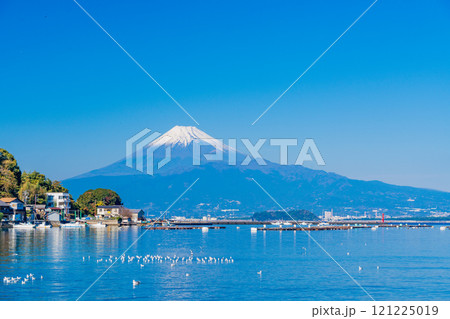 穏やかな湾内で休むカモメの群れと富士山 121225019
