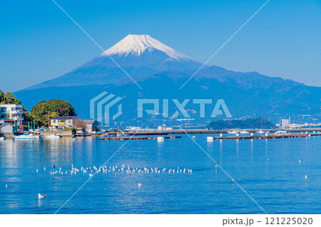 穏やかな湾内で休むカモメの群れと富士山 121225020