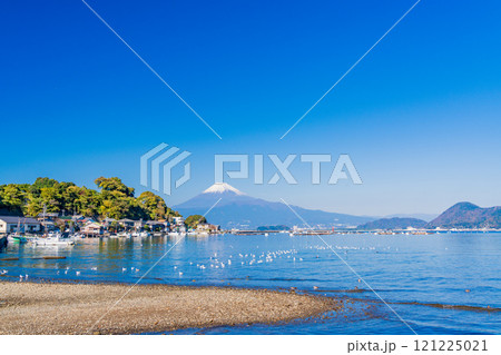 穏やかな湾内で休むカモメの群れと富士山 121225021