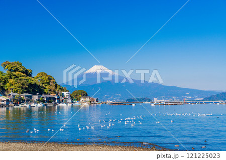 穏やかな湾内で休むカモメの群れと富士山 121225023