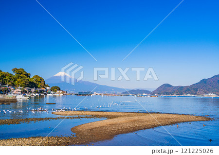 穏やかな湾内で休むカモメの群れと富士山 121225026