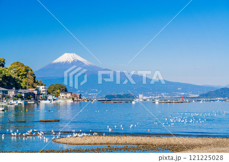 穏やかな湾内で休むカモメの群れと富士山 穏やかな湾内で休むカモメの群れと富士山 121225028