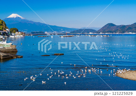 穏やかな湾内で休むカモメの群れと富士山 121225029