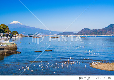 穏やかな湾内で休むカモメの群れと富士山 121225030