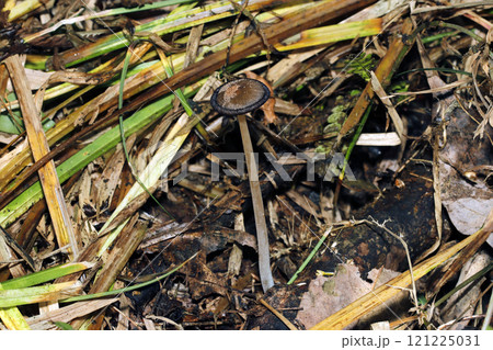 黒く腐ってとけていくヒメヒトヨタケ属キノコ全体像（自然光+ストロボ・マクロ接写） 121225031
